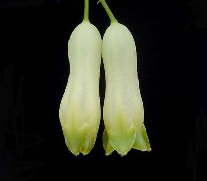 Image of Common Solomon’s-seal