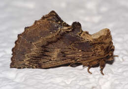 Image of Coxcomb Prominent