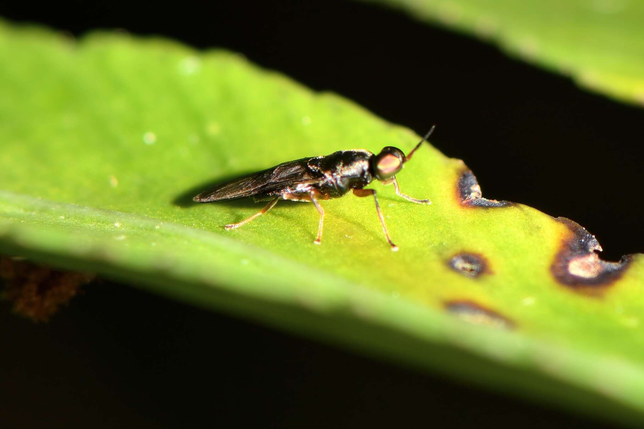 Image of Dysbiota peregrina (Hutton 1901)