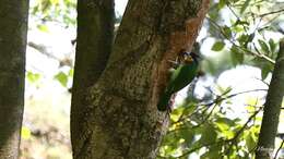 Image of Chinese Barbet