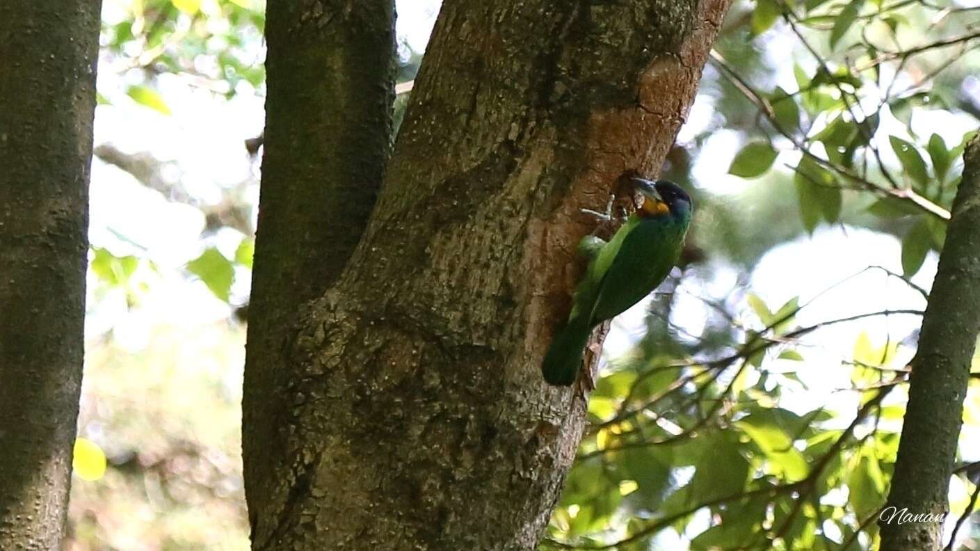 Image of Chinese Barbet