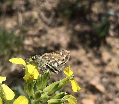 Image of Nevada Skipper