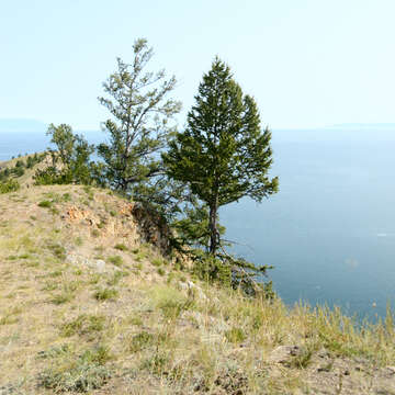 Image of Czekanowski's Larch