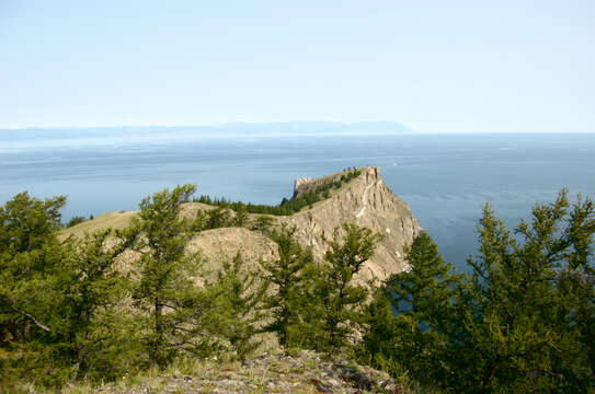 Image of Czekanowski's Larch