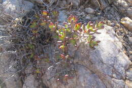 Image of Crassula brevifolia Harv.