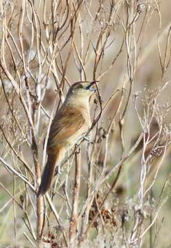 Image of Freckle-breasted Thornbird