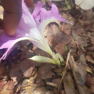 Image of Mauve ginger