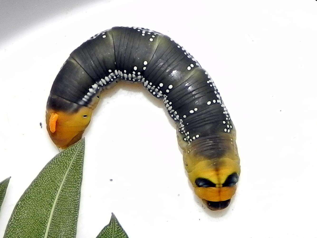 Image of oleander hawk-moth