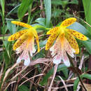 Image de Epidendrum wallisii Rchb. fil.