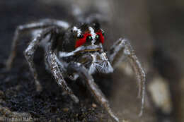 Image of Habronattus sansoni (Emerton 1915)