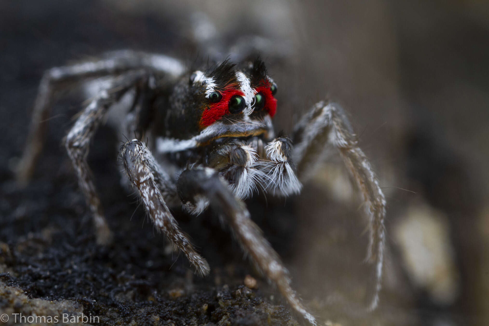 Image of Habronattus sansoni (Emerton 1915)