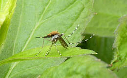 Image de Aedes sollicitans (Walker 1856)