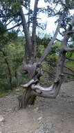 Image of Crimean Juniper