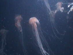 Image of Compass jellyfish