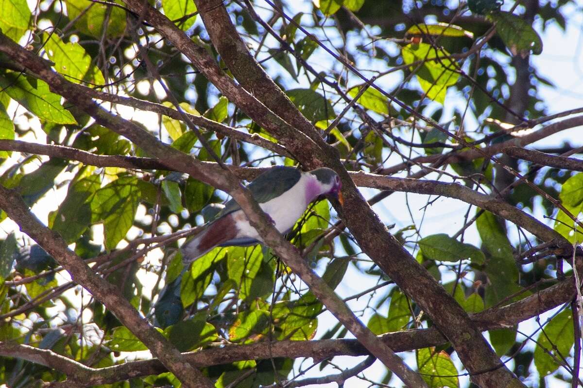 Image of Jambu Fruit Dove