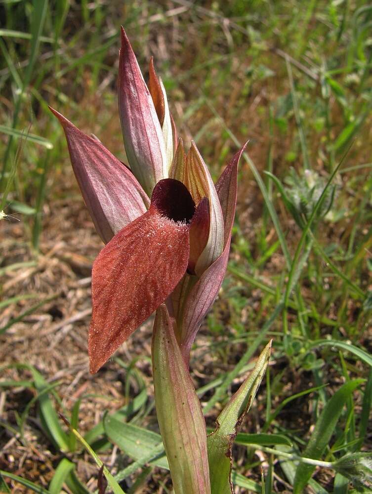 Image of Serapias neglecta subsp. apulica Landwehr