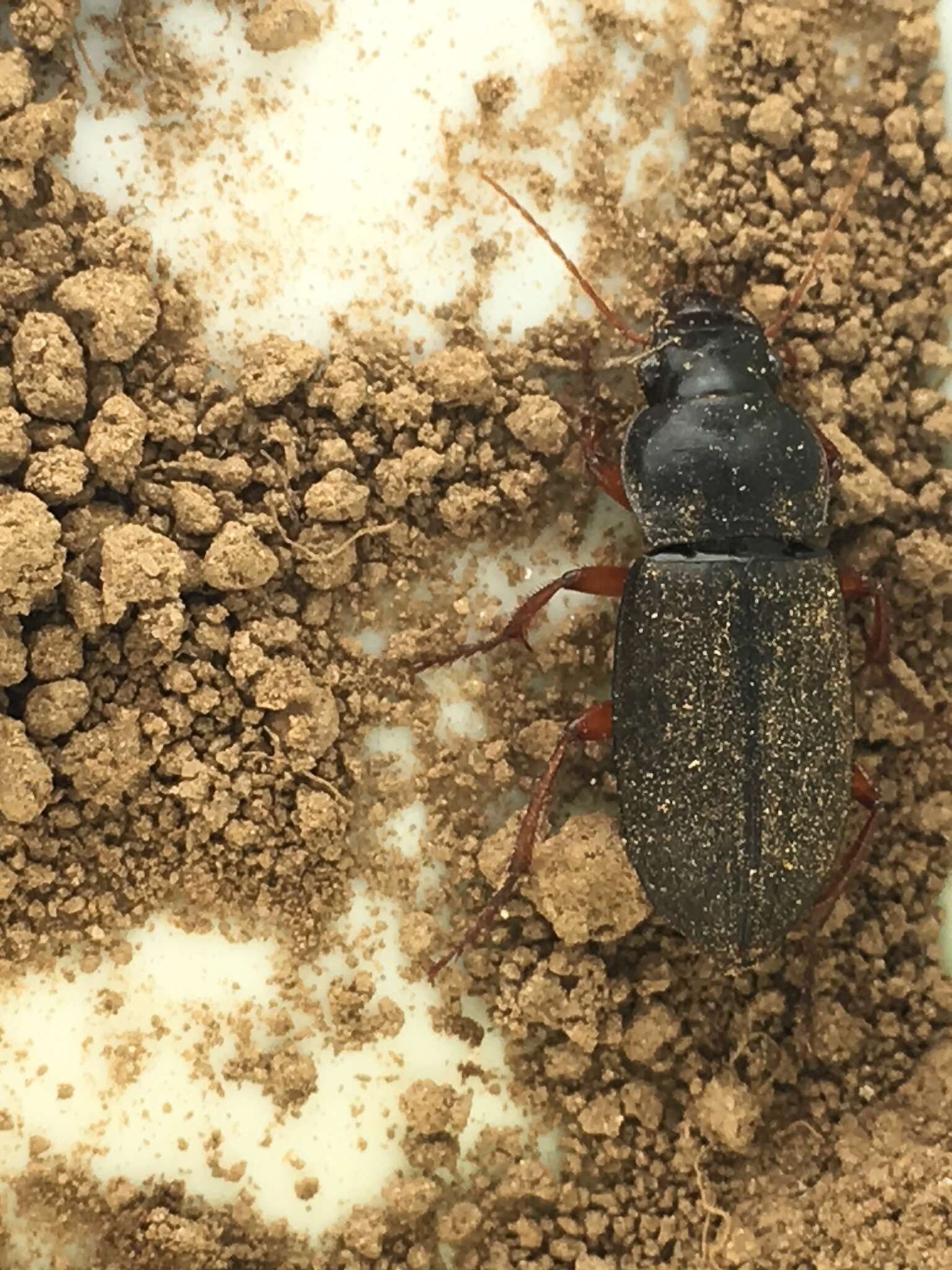 Image of Ground beetle