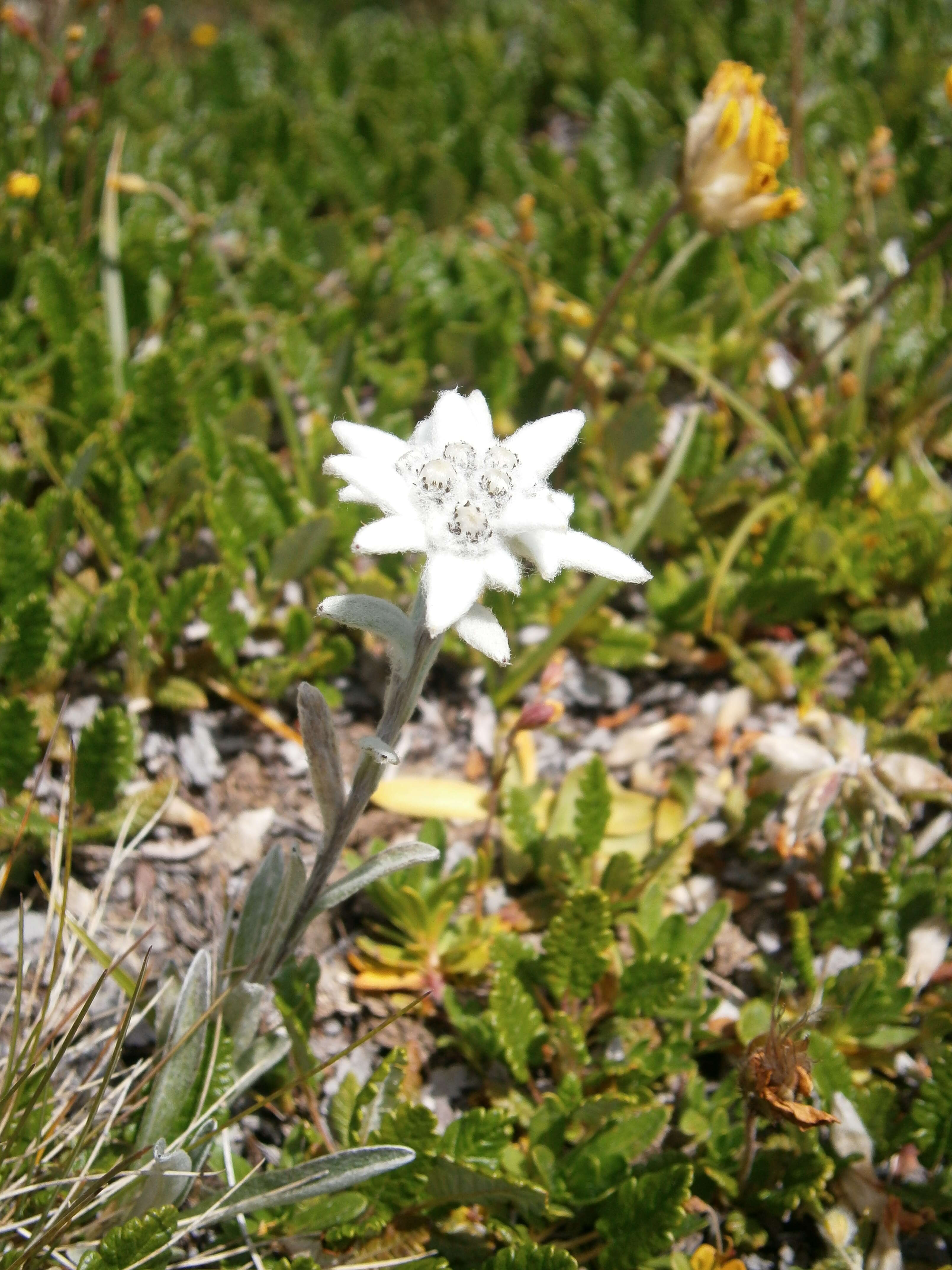 Image of edelweiss