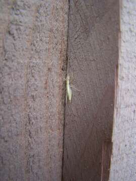 Image of Davis's Tree Cricket