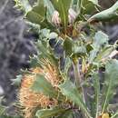 Image of Banksia obovata A. R. Mast & K. R. Thiele