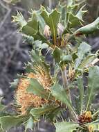 Image of Banksia obovata A. R. Mast & K. R. Thiele