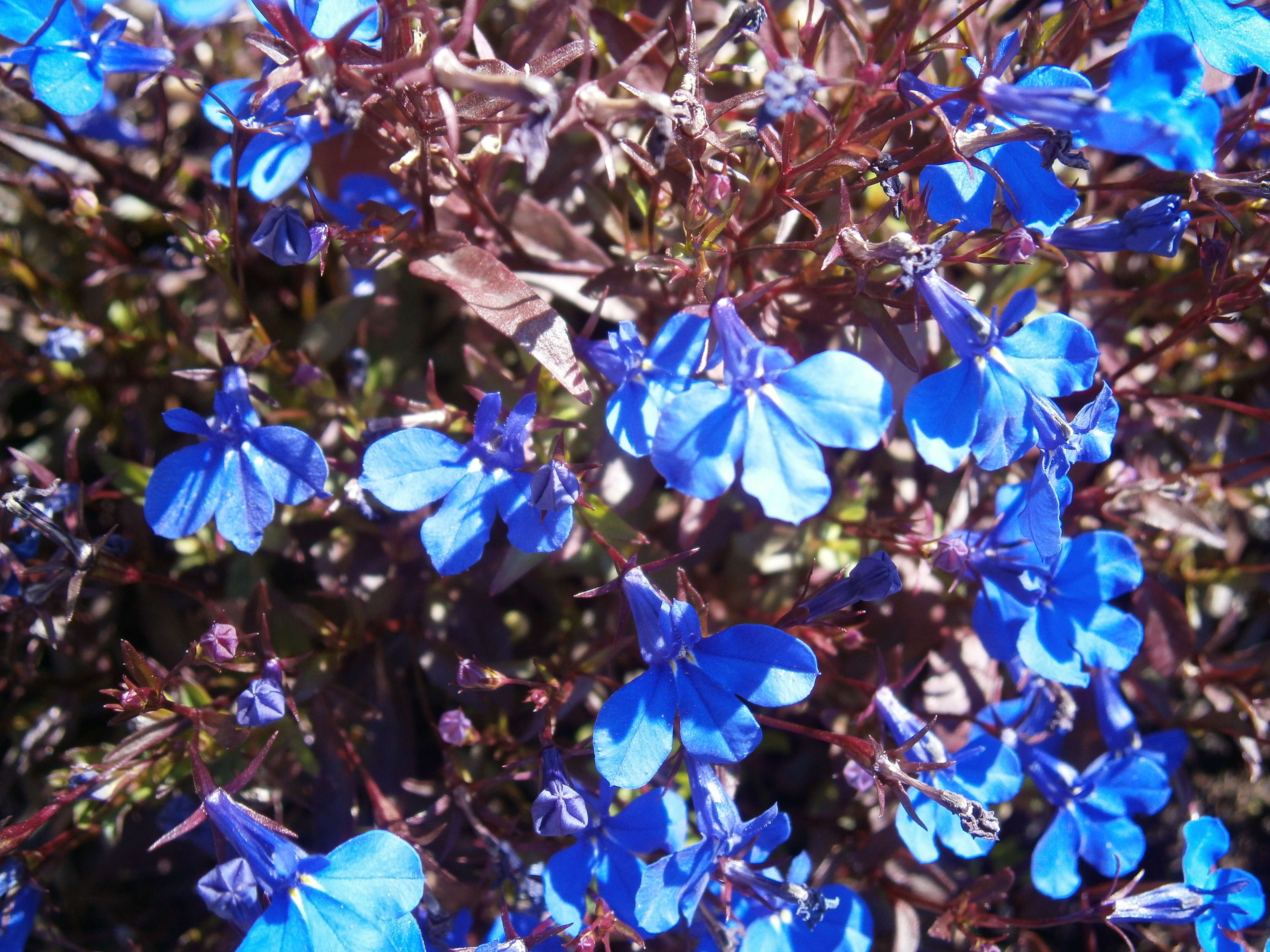 Image of edging lobelia