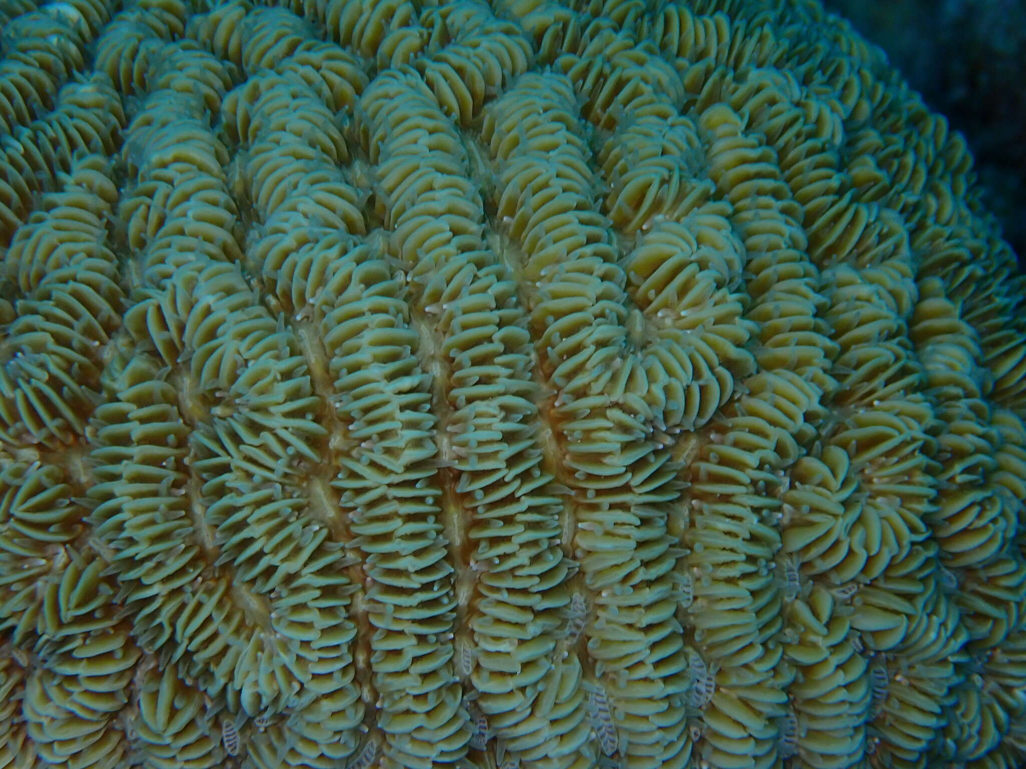 Image of Maze Coral