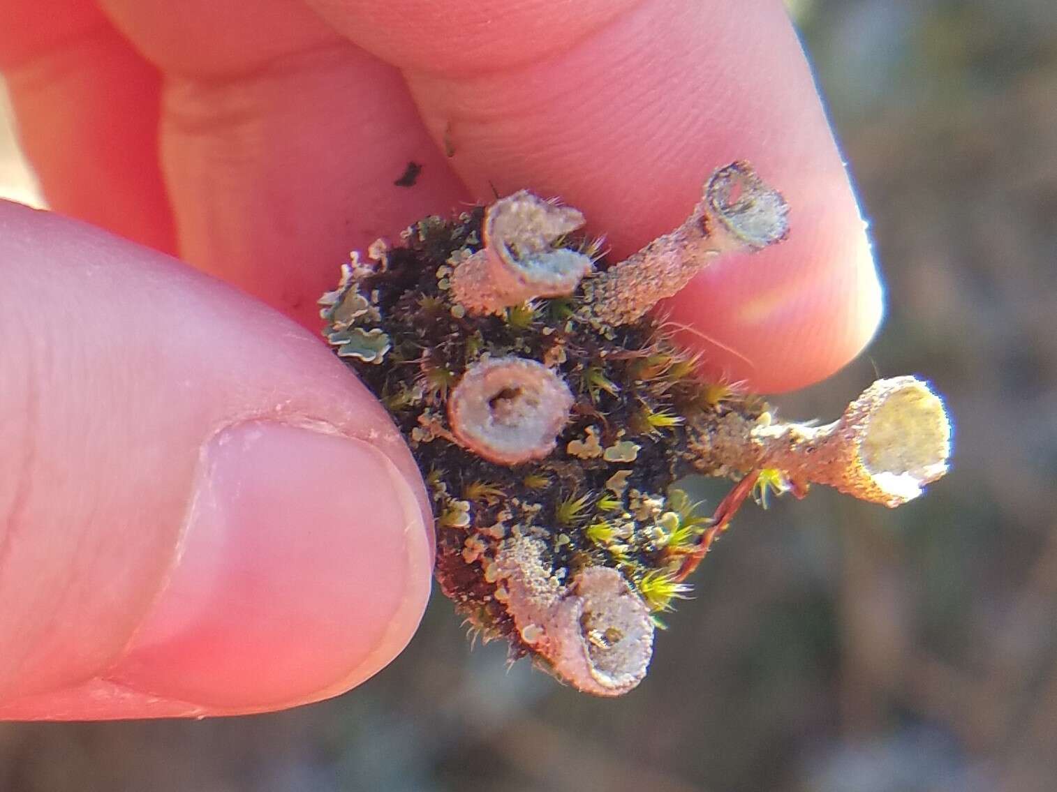 Image of Gray's cup lichen