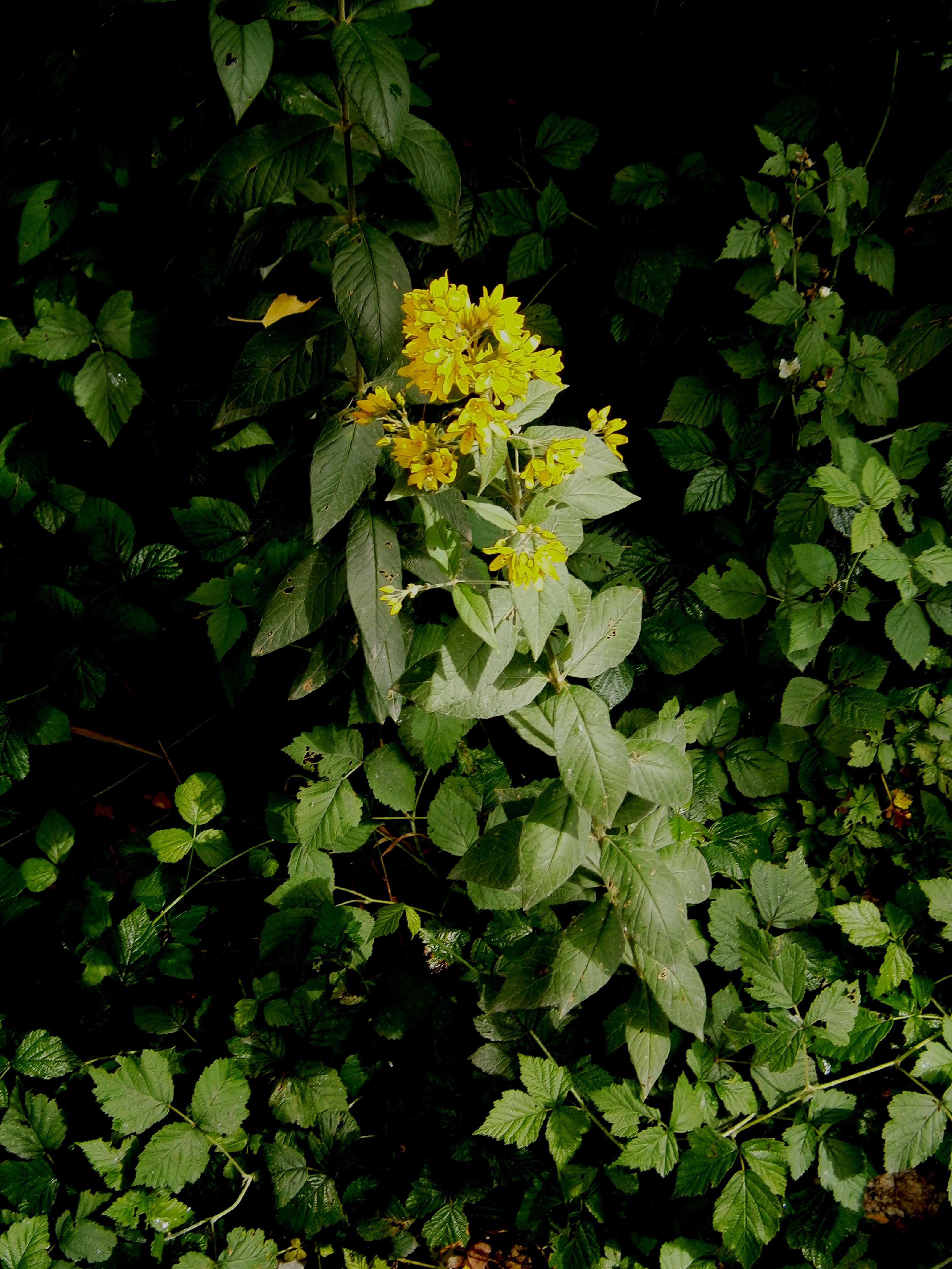 Image of Yellow Loosestrife