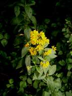 Image of Yellow Loosestrife