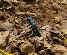 Image of Cicindela (Calochroa) safraneki (Werner & Wiesner 2008)