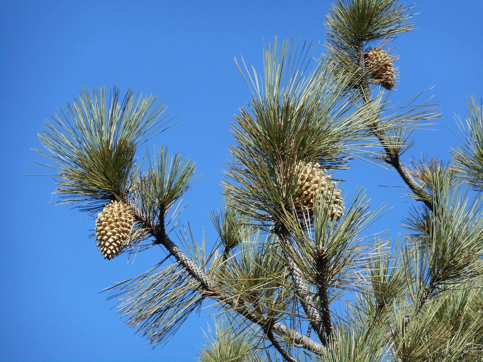 Image of Coulter pine