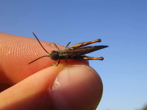 Image de Omocestus (Omocestus) raymondi (Yersin 1863)