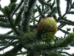 Image of Monkey Puzzle