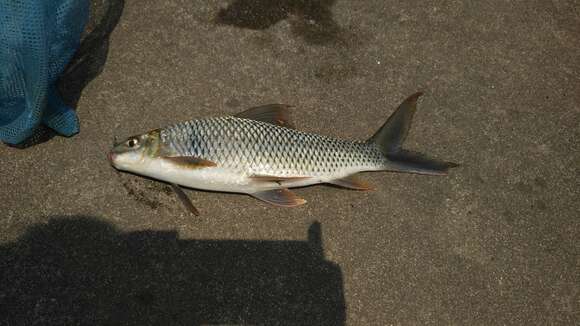 Image of Mud Carp