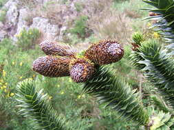 Image of Monkey Puzzle