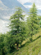 Image of European Larch