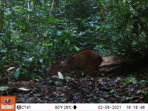 Image of Ogilby's Duiker