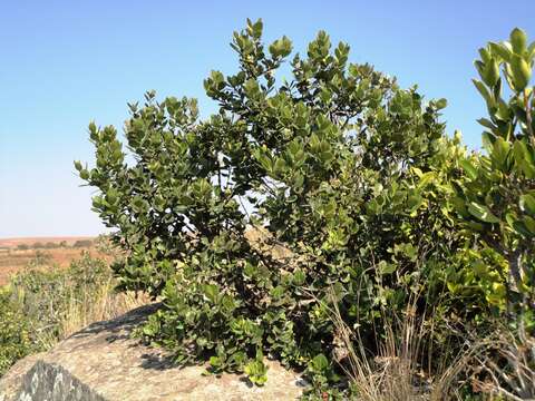 Image of Round-leaved Poison-bush