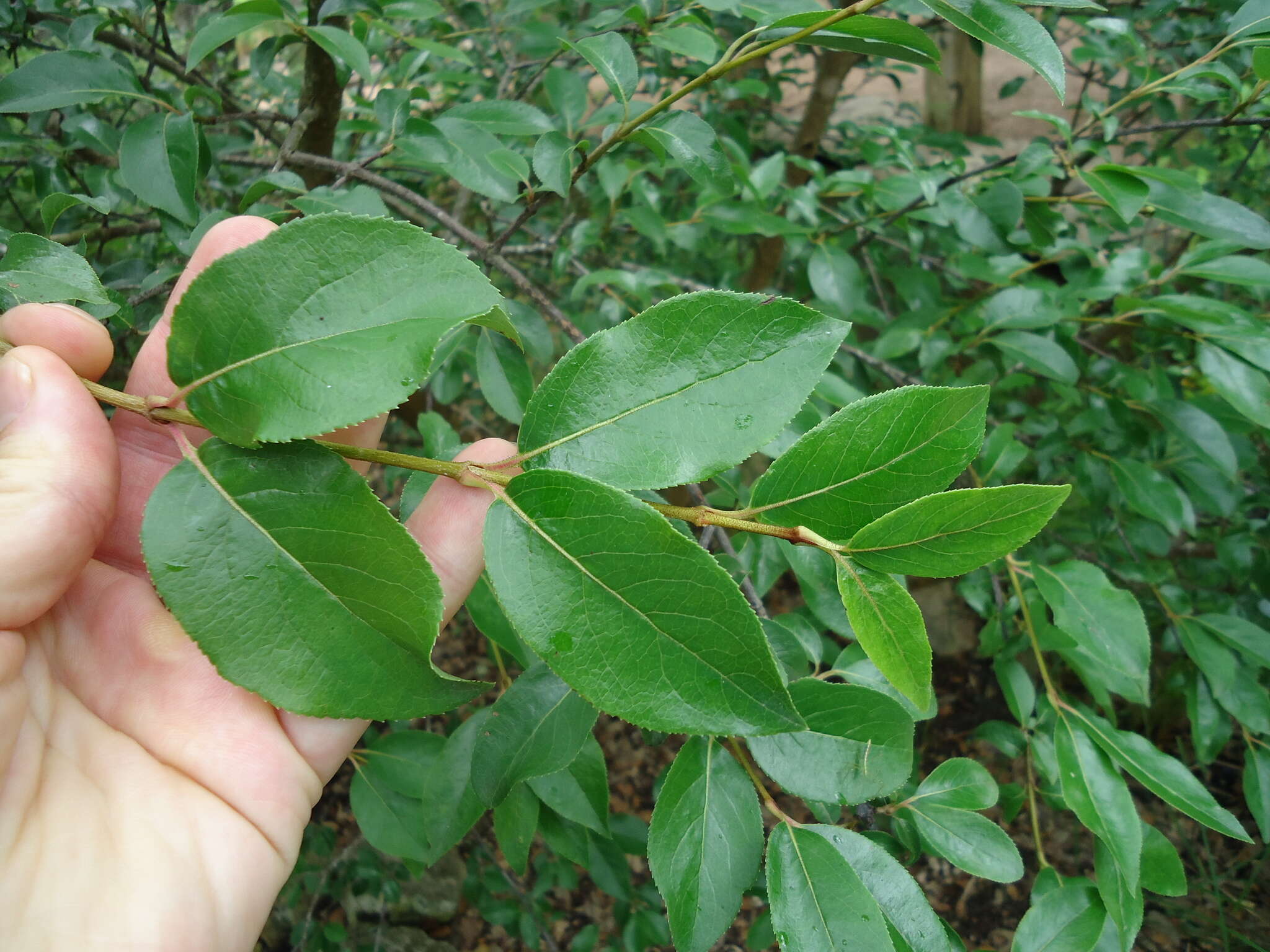 Image of rusty blackhaw