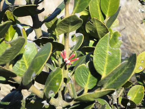 Image of Round-leaved Poison-bush