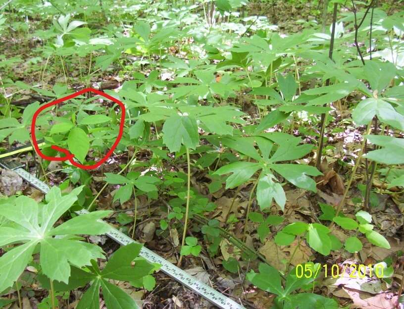 Image of northern spicebush