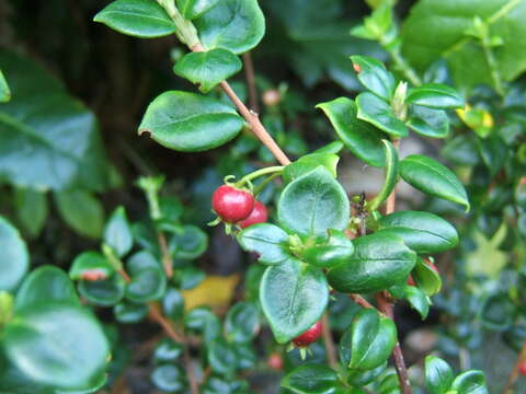 Image of Chilean guava