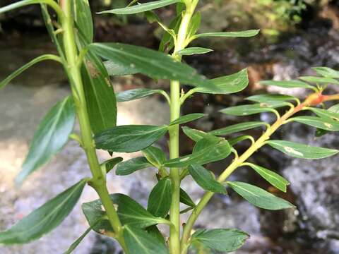 Image of Cigarette bush