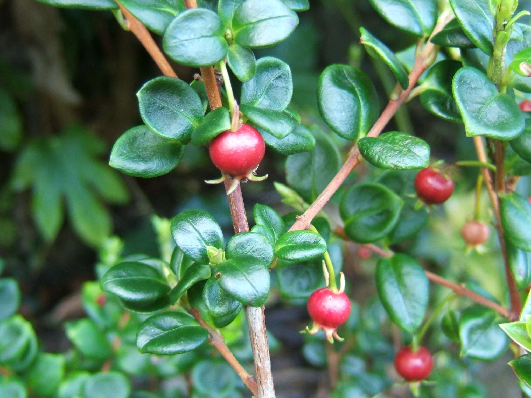 Image of Chilean guava