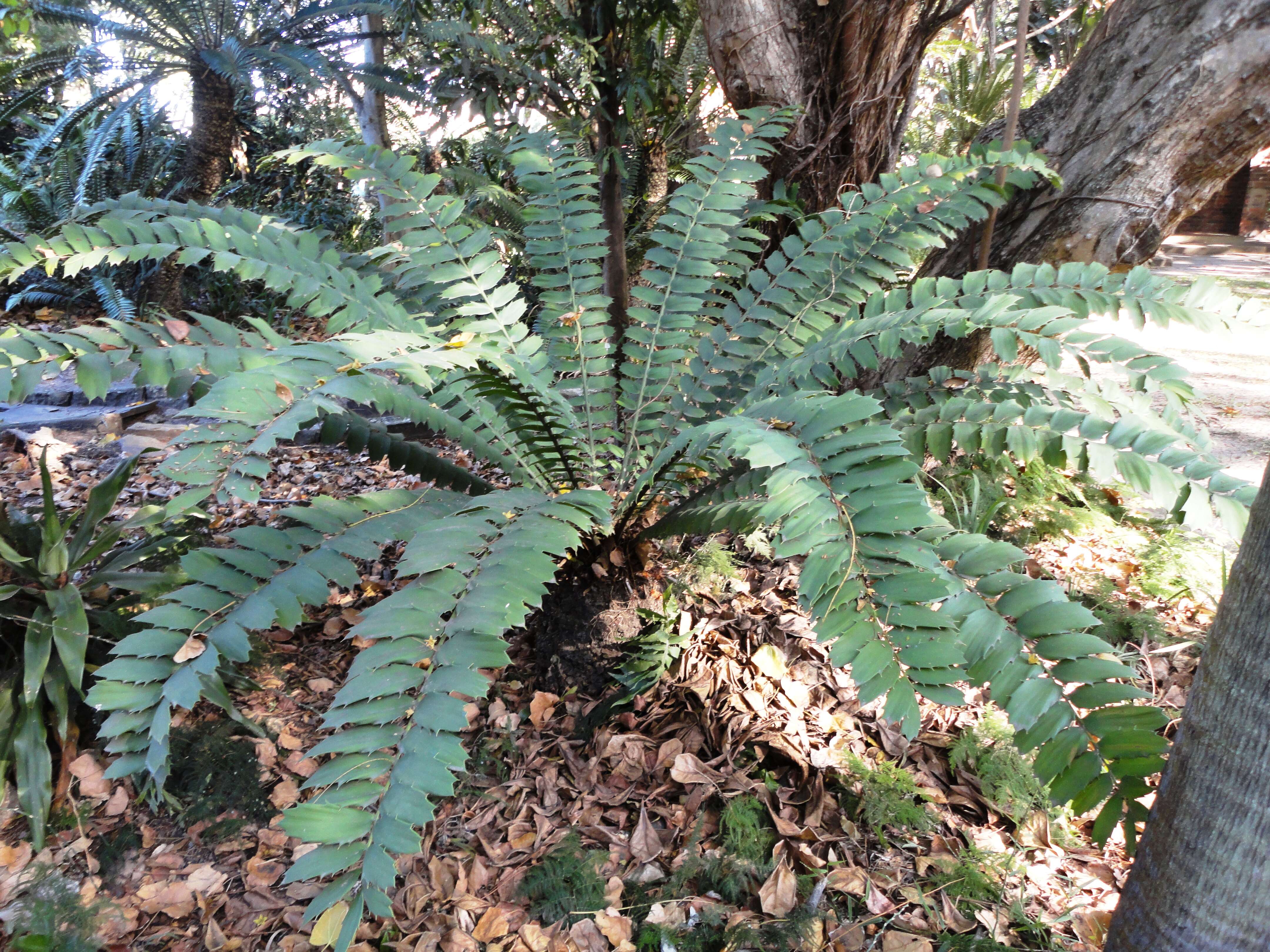 Слика од Encephalartos ferox G. Bertol