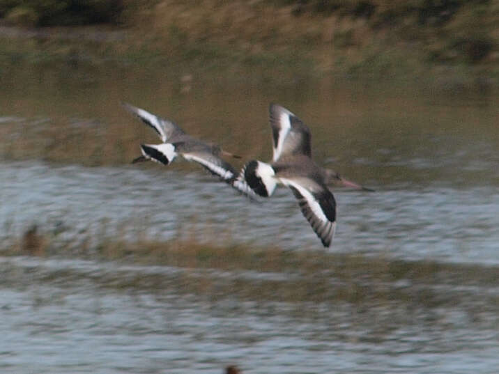 Imagem de Limosa limosa islandica Brehm & CL 1831