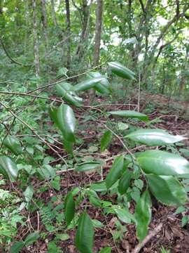 Image of Agonandra racemosa (DC.) Standl.