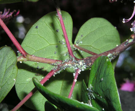 Image of Judas-tree