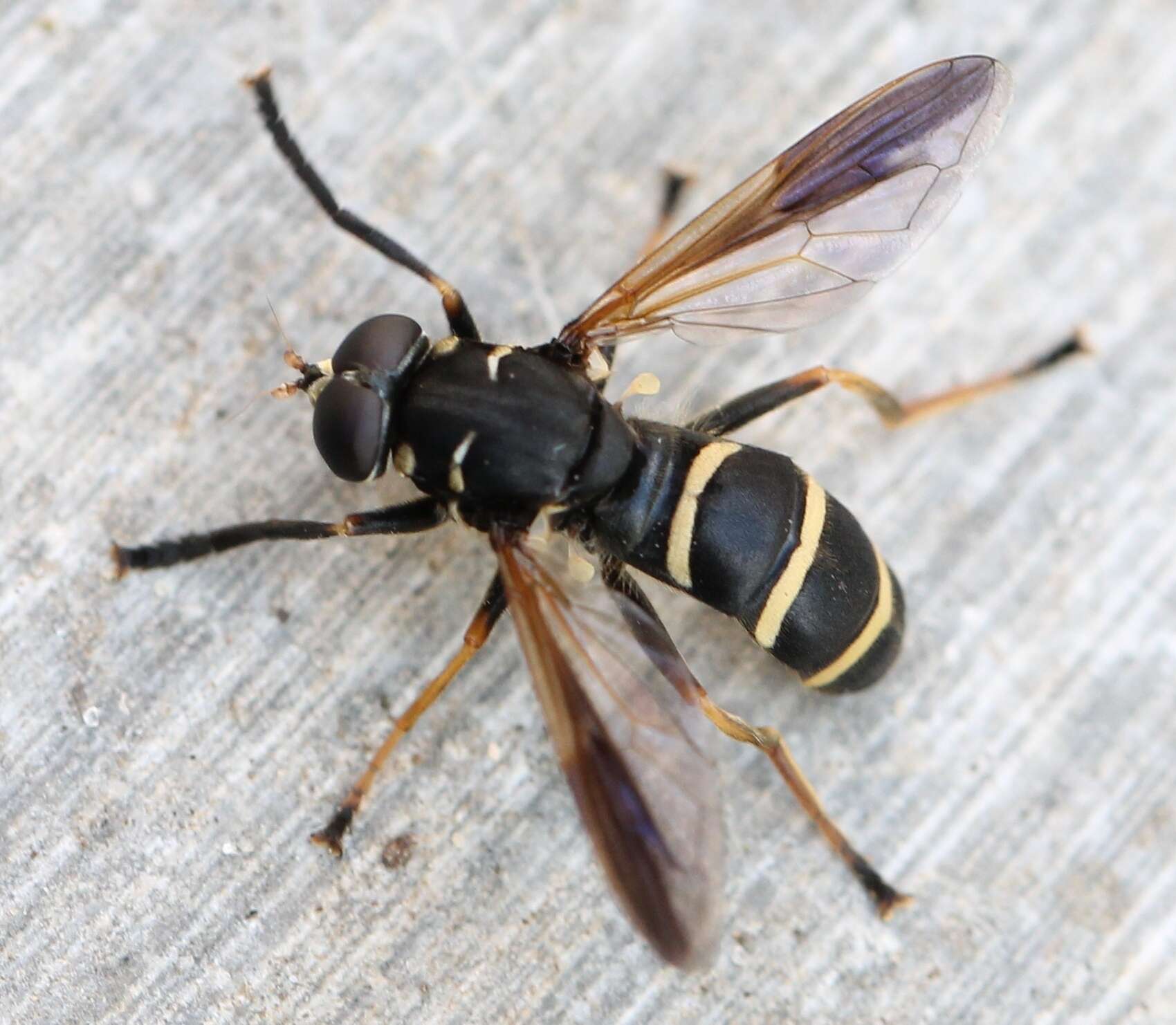 Image de Temnostoma bombylans (Fabricius 1805)